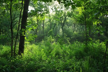 Fototapeta premium Bright Sunlight Filters Through Lush Green Trees in a Serene Forest During Late Spring, Creating a Tranquil Atmosphere and Inviting Exploration