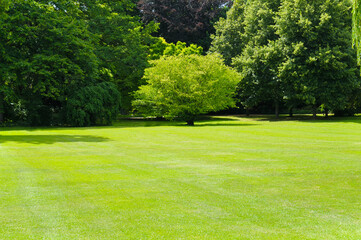 Park and outdoor concept, Spring landscape big trees on green grass meadow