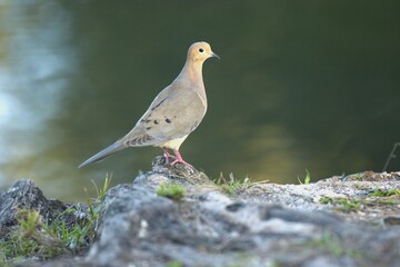 pigeon in the grass