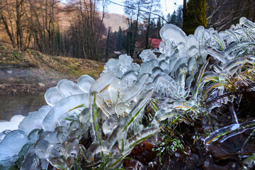 Grass and ice. Frozen vegetation - Freezing rain. 