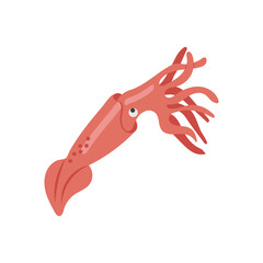 SquidSeafood Vector Illustration, Isolated