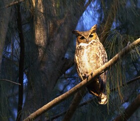 owl on a branch