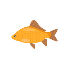 Crucian CarpSeafood Vector Illustration, Isolated