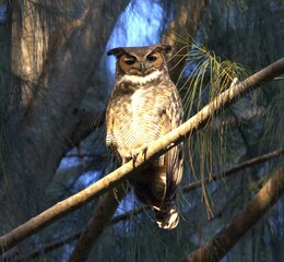 great horned owl in tree