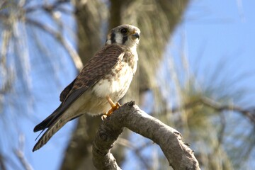 red tailed hawk perched on branch