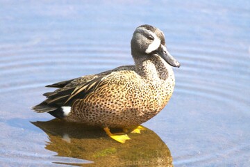 Obraz premium duck on the water