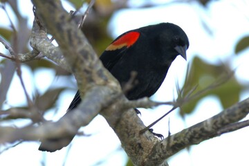 red winged blackbird