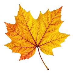 Autumnal foliage of a pumpkin leaf isolated on white background, tree, brown, pumpkin