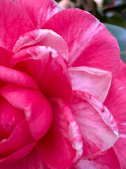 Flor en primer plano