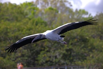 A big stork in flight