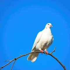 Fototapeta premium A white dove resting on a bare branch against a blue sky, cloudless, serene, unspoiled