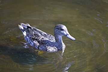 duck in the water
