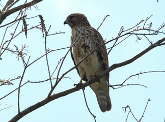 bird in the forest