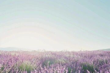 Fototapeta premium Expansive Lavender Fields Under Clear Blue Skies in Full Bloom During the Summer Months