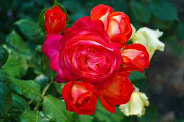 Luxurious bright red roses against the background of lush greenery. Close-up. Selective focus. Romantic love theme.