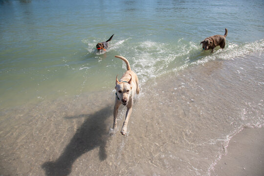 Yellow Labrador Retriever, hound mix and a Silver Labrador Retriever splashing about in the ocean, Florida. USA