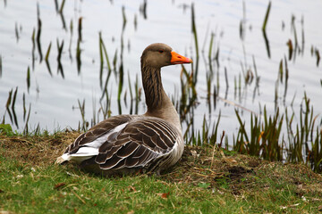 Wild Greylag Goose Resting by the Water