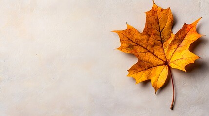 Autumn Maple Leaf on Soft Neutral Background with Texture
