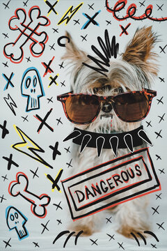 Yorkshire terrier dog wearing sunglasses and spiked collar with doodles and graphics