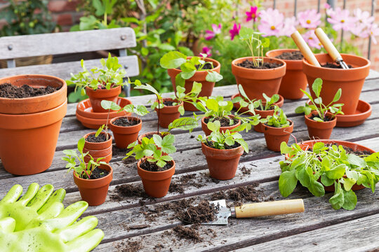 Potted vegetable and fruit plants on a balcony table with gardening tools