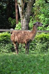 Llama grazing on green grass at the zoo