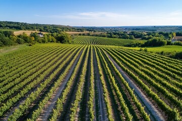 An aerial view of a vibrant vineyard showcasing perfectly lined rows of vines under a bright blue sky, representing the beauty and bounty of nature's landscape.