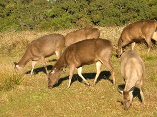 Sambar deer