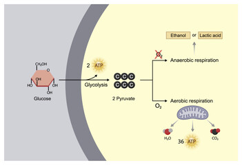 Aerobic and Anaerobic cellular Respiration. Glycolysis. Fermentation. Mitochondria, energy production. Scientific Vector Illustration.