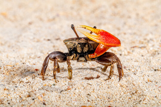 Close-up of a fiddler crab on a sandy beach, Indonesia