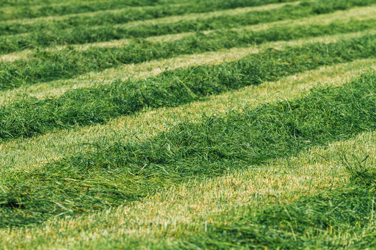 Mowed meadow in sunlight