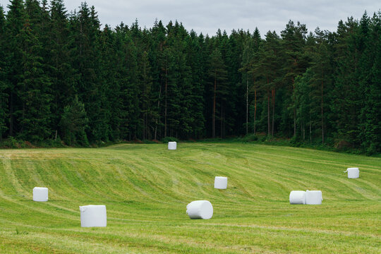 White hay bale and green forest