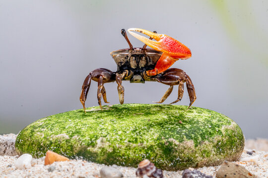 Close-up of a fiddler crab standing on a moss covered rock, Indonesia