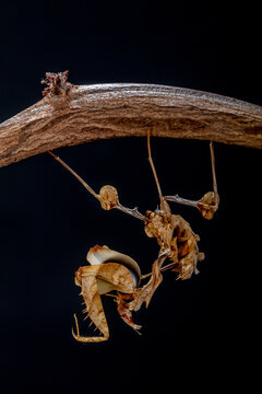 Close-up of a ghost mantis (Phyllocrania paradoxa) hanging on a branch, Indonesia