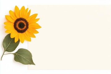 Obraz premium Bright sunflower with green leaves on a blank canvas for creative designs