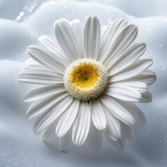 Obraz premium Serene white daisy with yellow center on textured surface with droplets.