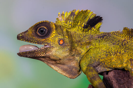 Close-up of a giant forest dragon (Gonocephalus grandis) with an open mouth, Indonesia