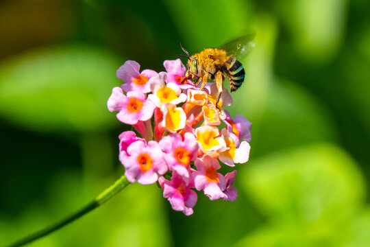 Close-up of a honey bee pollinating a pink flower, Indonesia