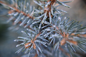 icy plants in a coniferous garden