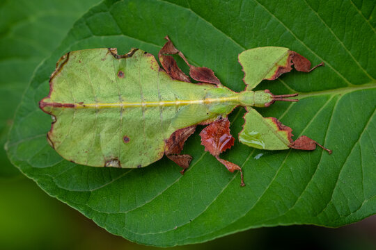 Overhead view of a green Giant Malaysian Leaf insect (Pulchriphyllium giganteum) on a leaf, Indonesia