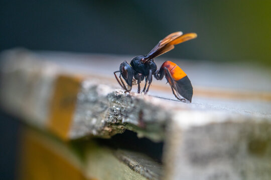 Close-up of a lesser banded hornet (Vespa affinis) on a wooden box, Indonesia