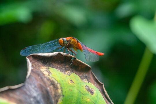 Close-up of a dragonfly on a leaf in front of a green background, Indonesia