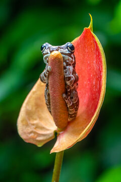 Close-up of an Amazon milk frog (Trachycephalus resinifictrix) sitting on a tropical flamingo flower (Anthurium andraeanum), Indonesia