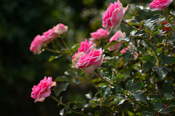 Fototapeta premium 植物園のバラ