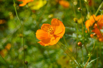 Fototapeta premium 植物園のバラ