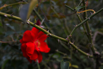 植物園のバラ