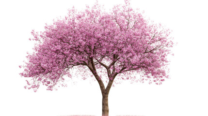 Obraz premium lilac branch isolated on white background 