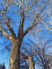 old tree in the park