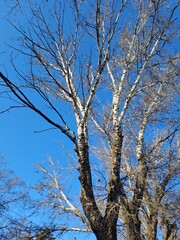 tree branches against blue sky