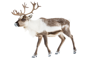 reindeer with antlers is walking across . ,on transparent background.