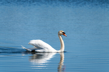 swan on the lake